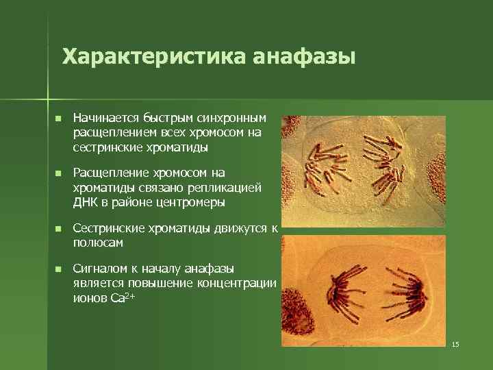 Характеристика анафазы n Начинается быстрым синхронным расщеплением всех хромосом на сестринские Характеристика анафазы n Начинается быстрым синхронным расщеплением всех хромосом на сестринские