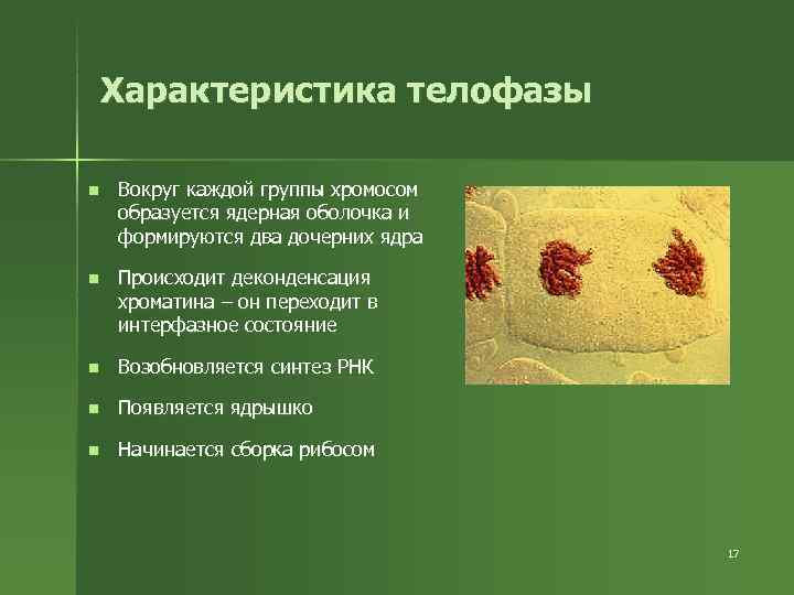 Характеристика телофазы n Вокруг каждой группы хромосом образуется ядерная оболочка и Характеристика телофазы n Вокруг каждой группы хромосом образуется ядерная оболочка и