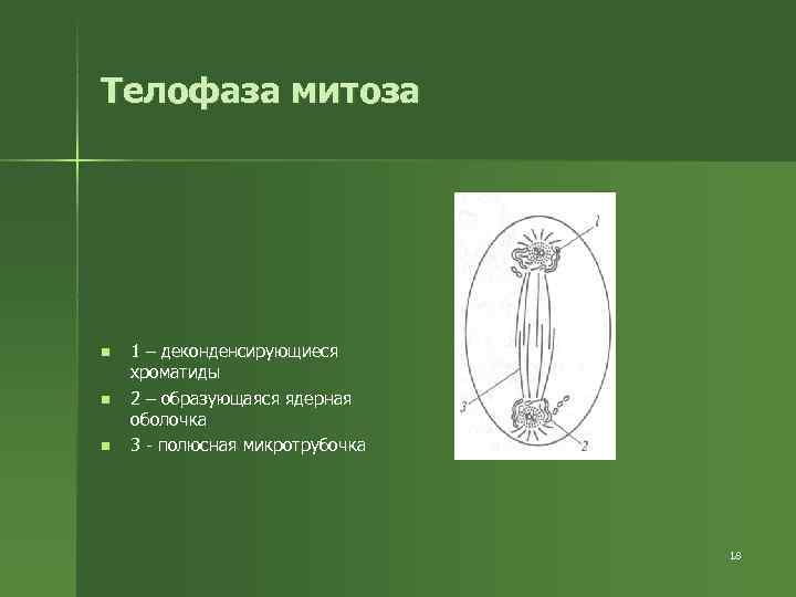Телофаза митоза n 1 – деконденсирующиеся хроматиды n 2 – образующаяся ядерная Телофаза митоза n 1 – деконденсирующиеся хроматиды n 2 – образующаяся ядерная