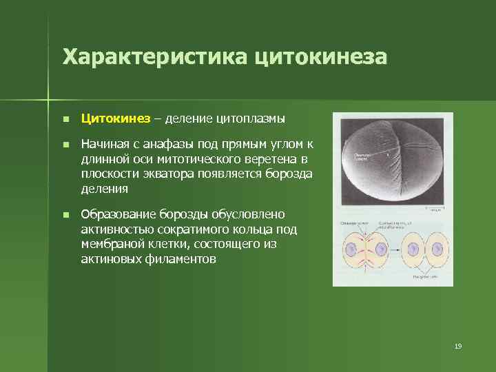Характеристика цитокинеза n Цитокинез – деление цитоплазмы n Начиная с анафазы под Характеристика цитокинеза n Цитокинез – деление цитоплазмы n Начиная с анафазы под