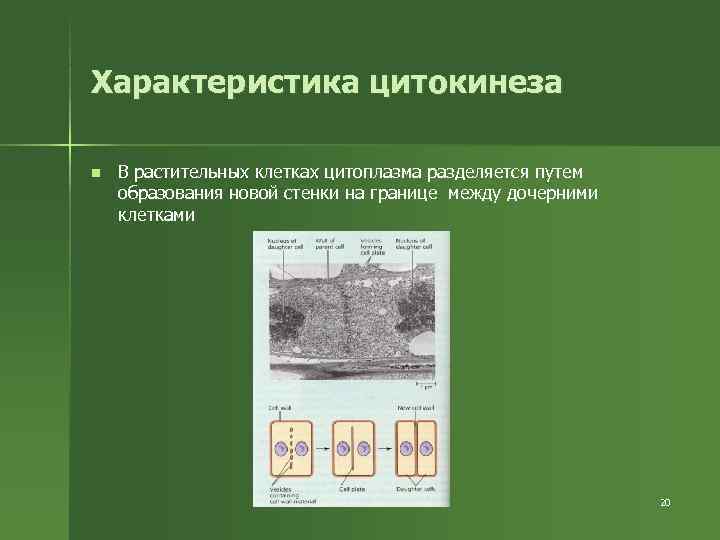 Характеристика цитокинеза n В растительных клетках цитоплазма разделяется путем образования новой стенки на Характеристика цитокинеза n В растительных клетках цитоплазма разделяется путем образования новой стенки на
