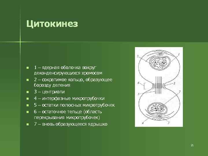 Цитокинез n 1 – ядерная оболочка вокруг деконденсирующихся хромосом n 2 Цитокинез n 1 – ядерная оболочка вокруг деконденсирующихся хромосом n 2