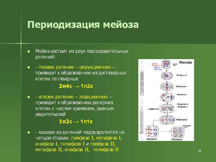 Периодизация мейоза n Мейоз состоит из двух последовательных делений: n - Периодизация мейоза n Мейоз состоит из двух последовательных делений: n -