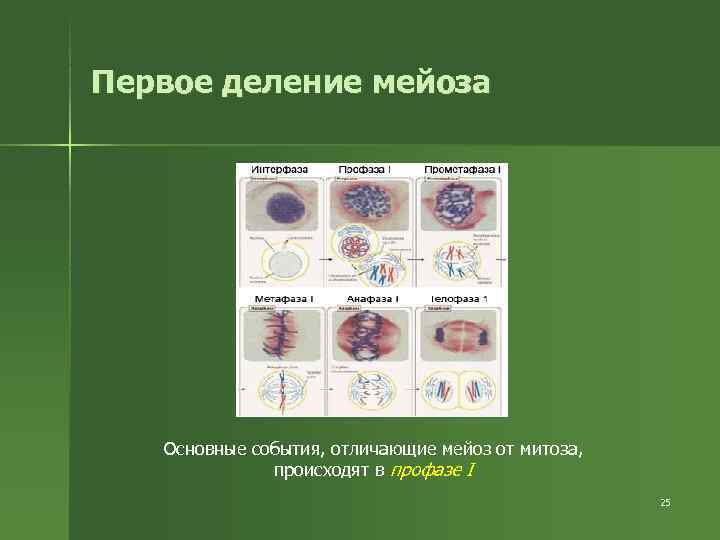 Первое деление мейоза Основные события, отличающие мейоз от митоза, происходят Первое деление мейоза Основные события, отличающие мейоз от митоза, происходят