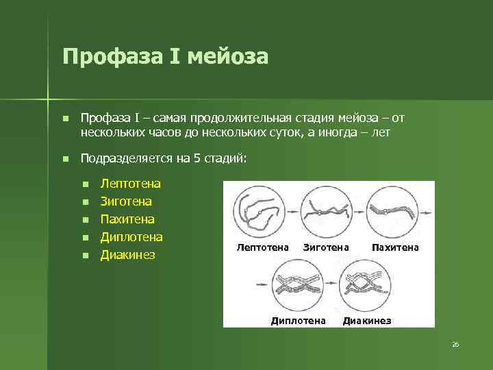 Профаза I мейоза n Профаза I – самая продолжительная стадия мейоза – от Профаза I мейоза n Профаза I – самая продолжительная стадия мейоза – от