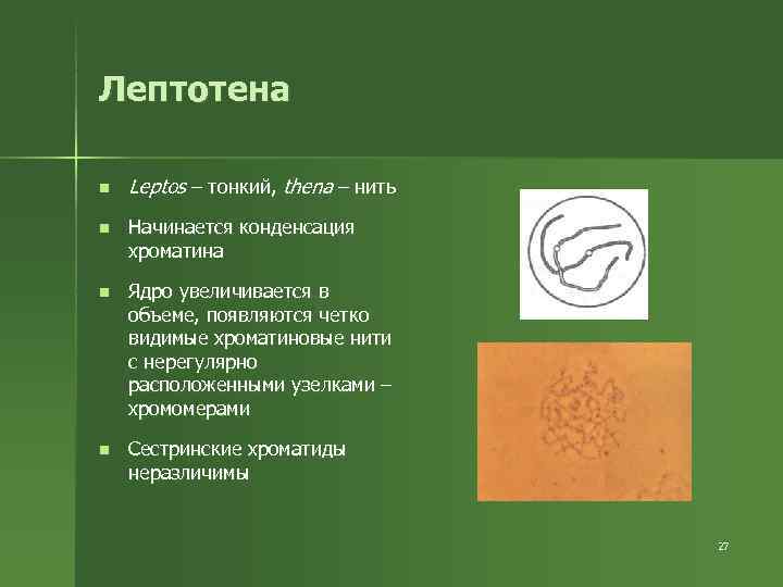 Лептотена n Leptos – тонкий, thena – нить n Начинается конденсация хроматина Лептотена n Leptos – тонкий, thena – нить n Начинается конденсация хроматина