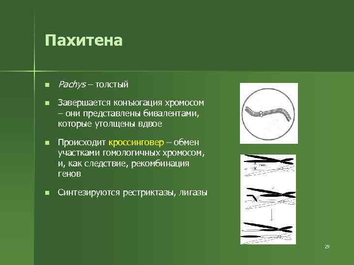 Пахитена n Pachys – толстый n Завершается конъюгация хромосом – они представлены Пахитена n Pachys – толстый n Завершается конъюгация хромосом – они представлены