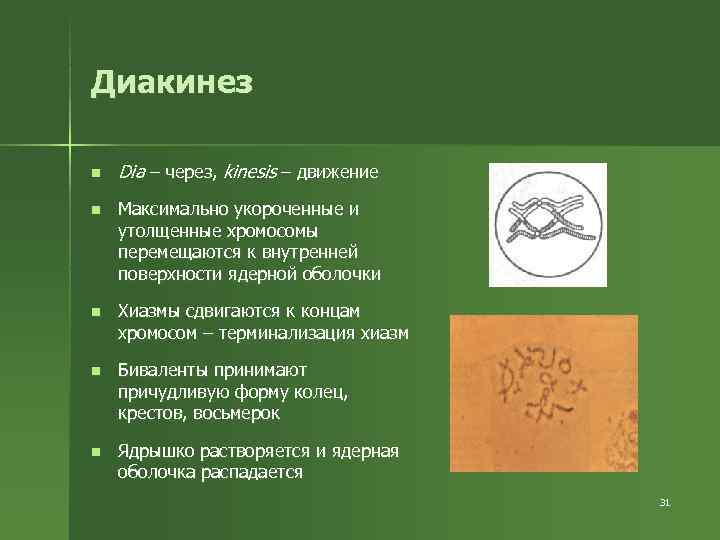 Диакинез n Dia – через, kinesis – движение n Максимально укороченные и Диакинез n Dia – через, kinesis – движение n Максимально укороченные и