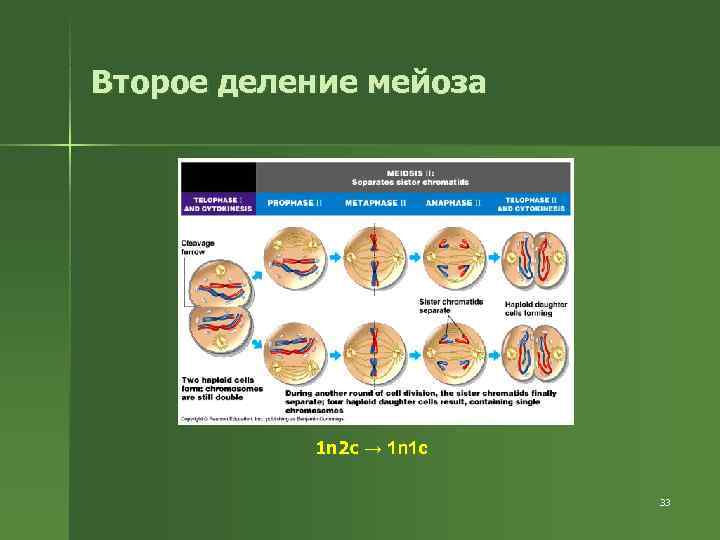Второе деление мейоза 1 n 2 c → 1 n 1 Второе деление мейоза 1 n 2 c → 1 n 1