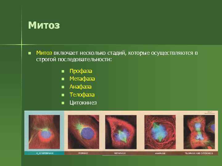 Митоз n Митоз включает несколько стадий, которые осуществляются в строгой последовательности: Митоз n Митоз включает несколько стадий, которые осуществляются в строгой последовательности: