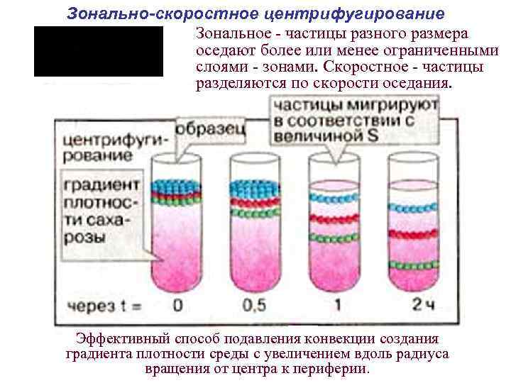 Градиент плотности. Изопикническое и Зональное центрифугирование. Зонально скоростное центрифугирование. Метод центрифугирования. Ультрацентрифугирование в градиенте плотности.