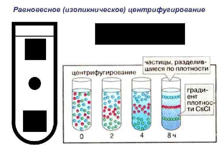 Равновесное (изопикническое) центрифугирование 