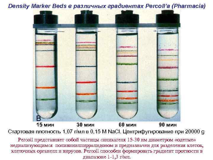 Density Marker Beds в различных градиентах Percoll’а (Pharmacia) 15 мин 30 мин 60 мин