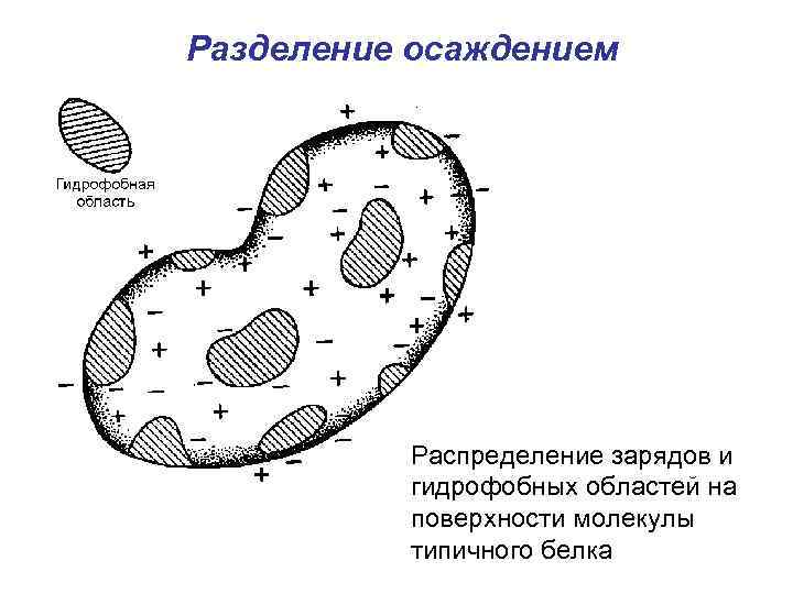 Разделение осаждением Распределение зарядов и гидрофобных областей на поверхности молекулы типичного белка 