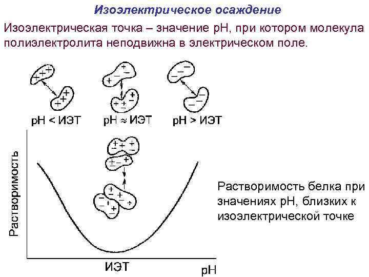  Изоэлектрическое осаждение Изоэлектрическая точка – значение p. H, при котором молекула полиэлектролита неподвижна