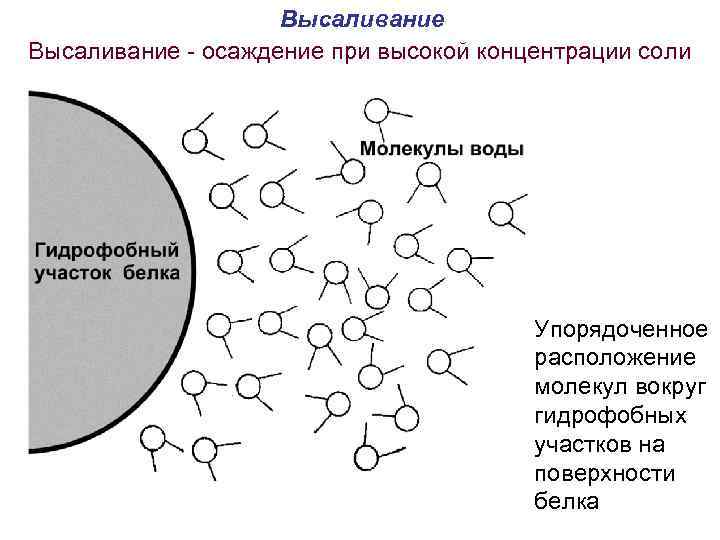  Высаливание - осаждение при высокой концентрации соли Упорядоченное расположение молекул вокруг гидрофобных участков