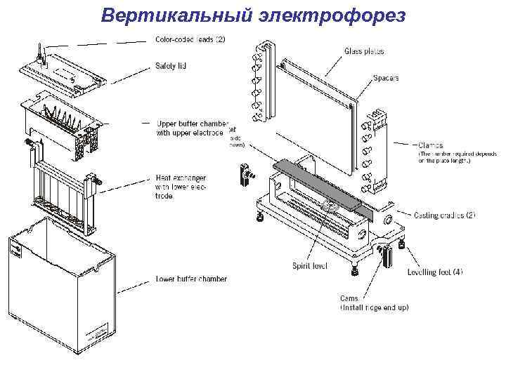 Вертикальный электрофорез 