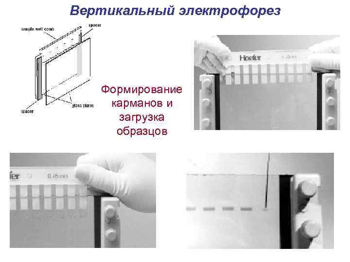 Вертикальный электрофорез Формирование карманов и загрузка образцов 