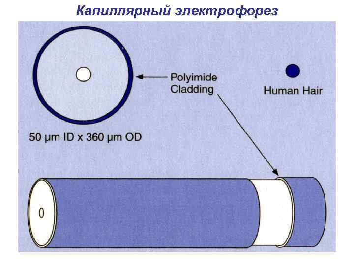 Капиллярный электрофорез 