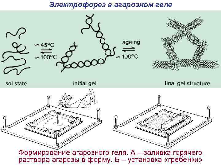 Электрофорез в агарозном геле Формирование агарозного геля. А – заливка горячего раствора агарозы в