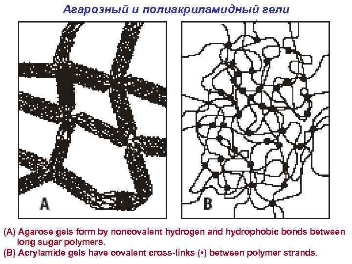 Агарозный и полиакриламидный гели (A) Agarose gels form by noncovalent hydrogen and hydrophobic bonds