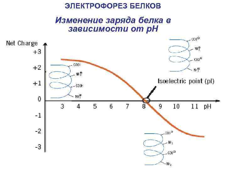 ЭЛЕКТРОФОРЕЗ БЕЛКОВ Изменение заряда белка в зависимости от p. H 