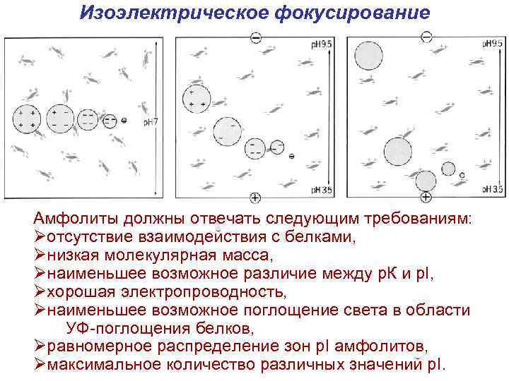 Изоэлектрическое фокусирование Амфолиты должны отвечать следующим требованиям: Øотсутствие взаимодействия с белками, Øнизкая молекулярная масса,