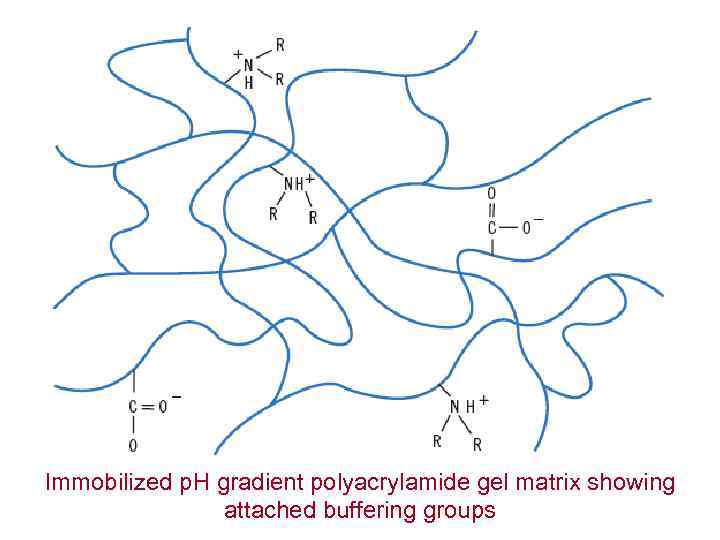 Immobilized p. H gradient polyacrylamide gel matrix showing attached buffering groups 