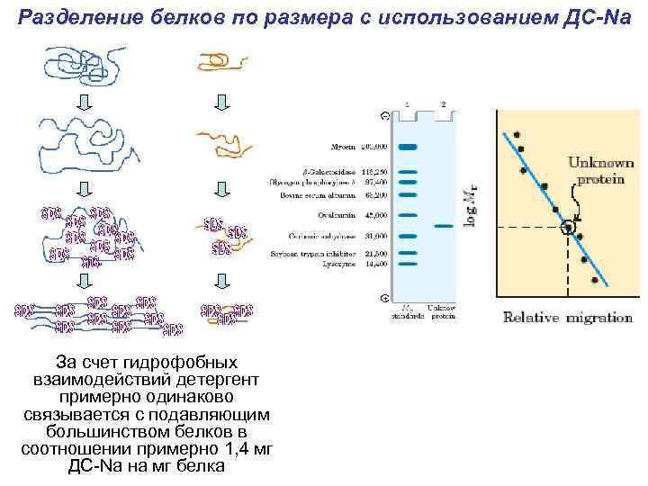 Разделение белков по размера с использованием ДС-Na За счет гидрофобных взаимодействий детергент примерно одинаково