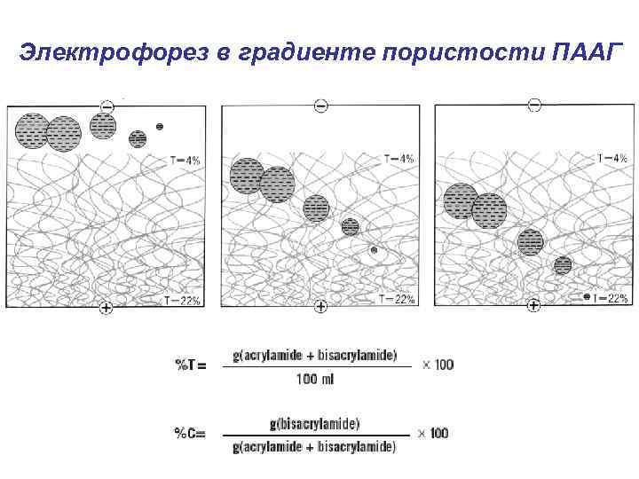 Электрофорез в градиенте пористости ПААГ 