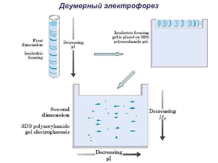 Двумерный электрофорез 