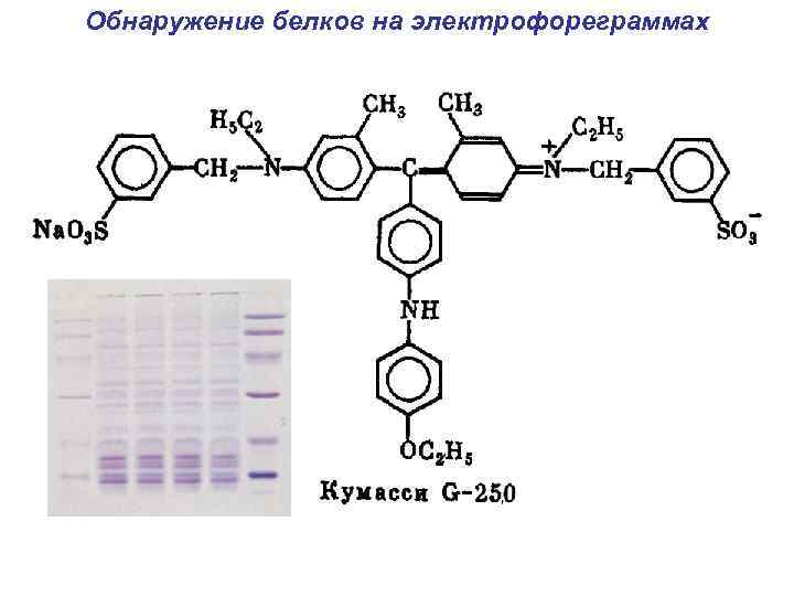 Обнаружение белков на электрофореграммах 