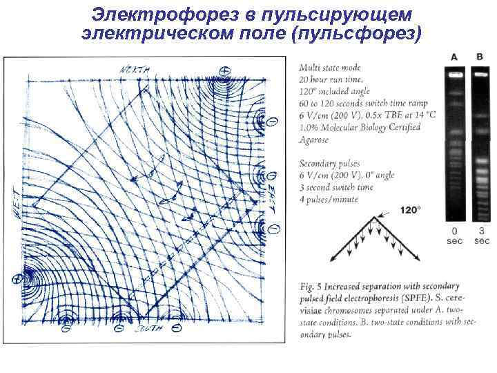 Электрофорез в пульсирующем электрическом поле (пульсфорез) 