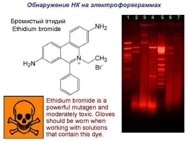 Обнаружение НК на электрофореграммах Бромистый этидий Ethidium bromide is a powerful mutagen and moderately