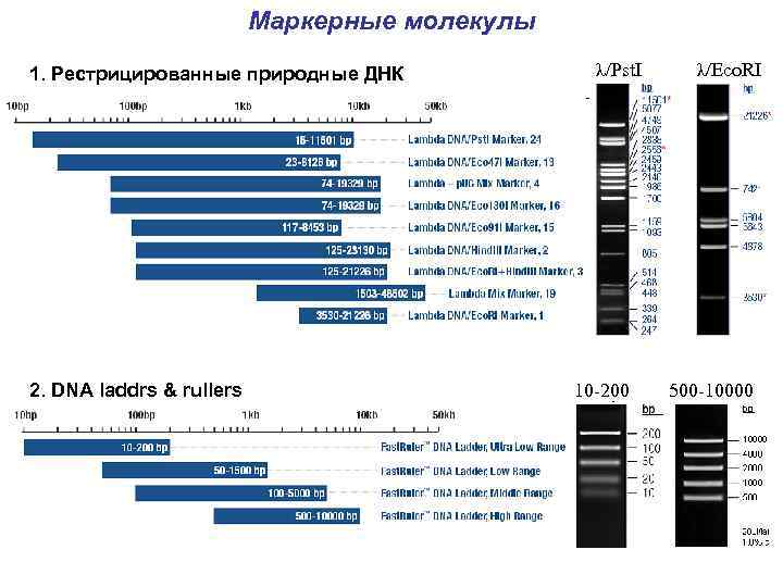 Маркерные молекулы 1. Рестрицированные природные ДНК 2. DNA laddrs & rullers λ/Pst. I 10