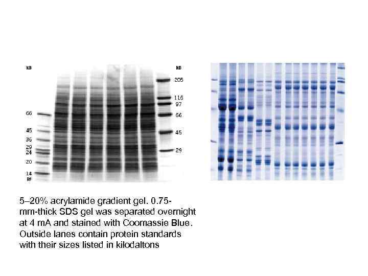 5– 20% acrylamide gradient gel. 0. 75 mm-thick SDS gel was separated overnight at