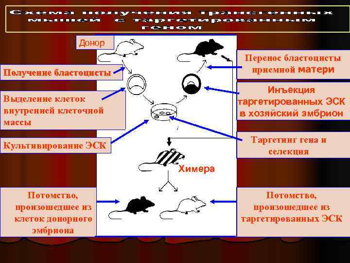  Донор Перенос бластоцисты Получение бластоцисты приемной матери Инъекция Выделение клеток таргетированных ЭСК внутренней