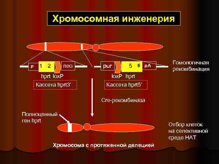 Хромосомная и генная инженерия презентация