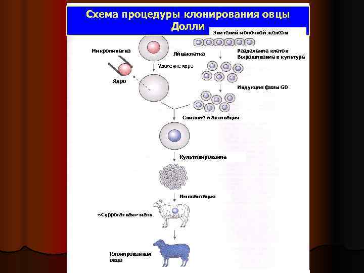 Схема процедуры клонирования овцы Долли Эпителий молочной железы Микропипетка Разделение клеток Яйцеклетка Выращивание в