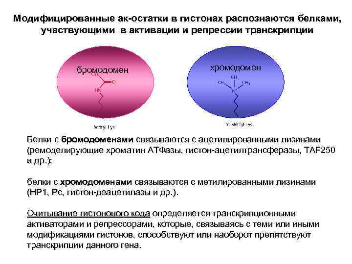 Модифицированные ак-остатки в гистонах распознаются белками, участвующими в активации и репрессии транскрипции бромодомен хромодомен