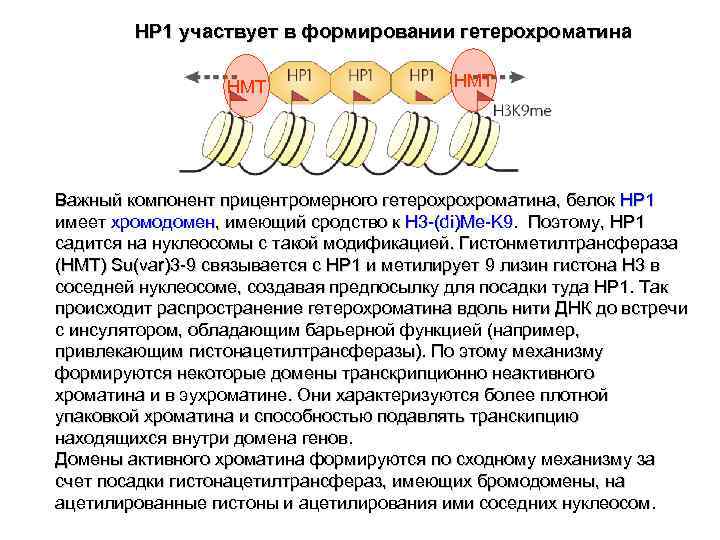  HP 1 участвует в формировании гетерохроматина HMT Важный компонент прицентромерного гетерохрохроматина, белок HP