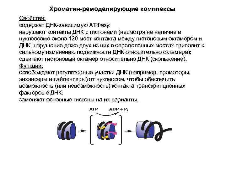  Хроматин-ремоделирующие комплексы Свойства: содержат ДНК-зависимую АТФазу; нарушают контакты ДНК с гистонами (несмотря на