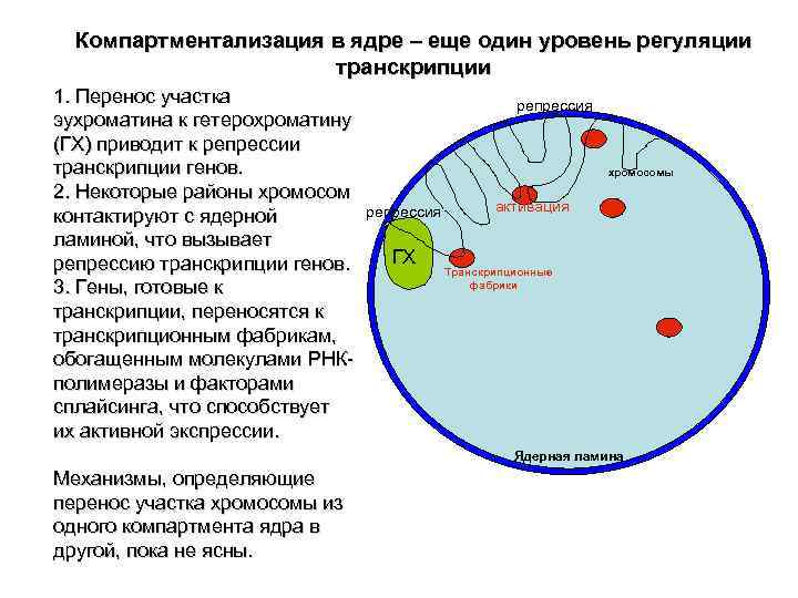 Компартментализация клетки презентация