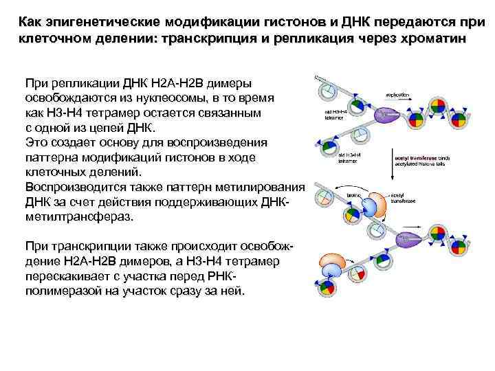 Как эпигенетические модификации гистонов и ДНК передаются при клеточном делении: транскрипция и репликация через