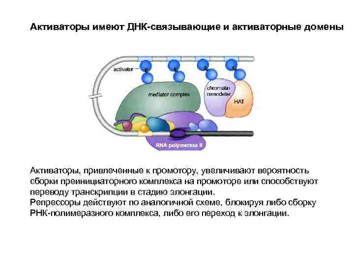 Содержит собственную днк. Механизм регуляции транскрипции репрессоры. ДНК связывающие домены. Транскрипционные активаторы. Репрессоры и активаторы транскрипции у бактерий.