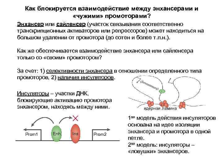 Особенности транскрипции у эукариот