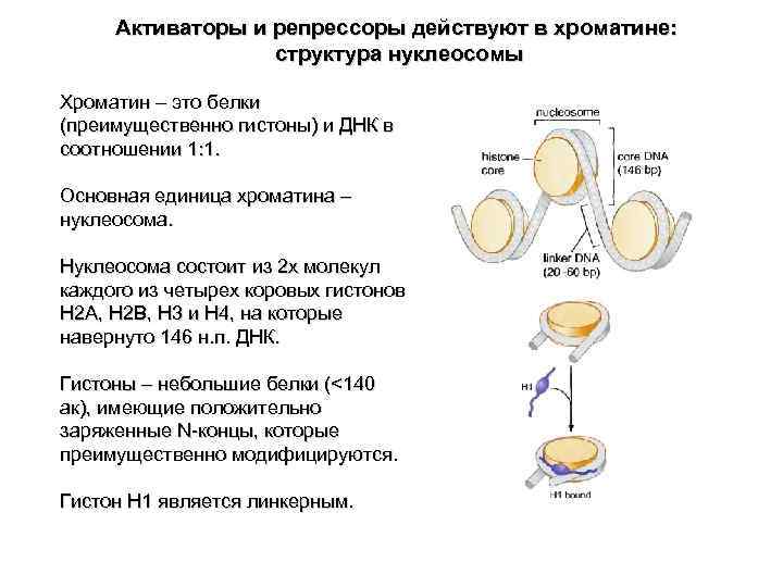 Антитела к нуклеосомам