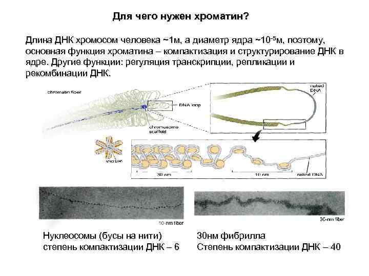  Для чего нужен хроматин? Длина ДНК хромосом человека ~1 м, а диаметр ядра