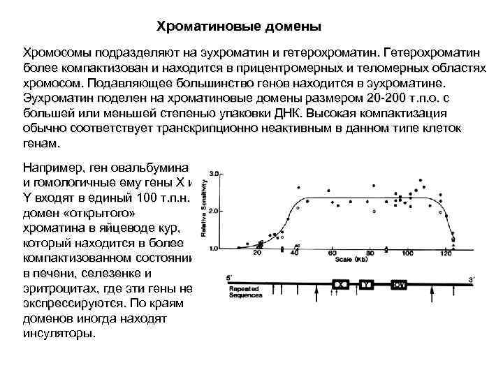  Хроматиновые домены Хромосомы подразделяют на эухроматин и гетерохроматин. Гетерохроматин более компактизован и находится