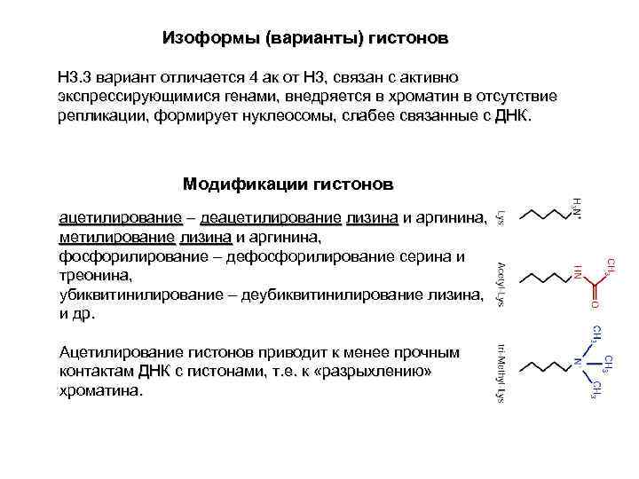  Изоформы (варианты) гистонов H 3. 3 вариант отличается 4 ак от H 3,